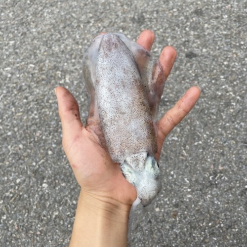 단독창고: 급랭 대왕 무늬오징어 1kg
