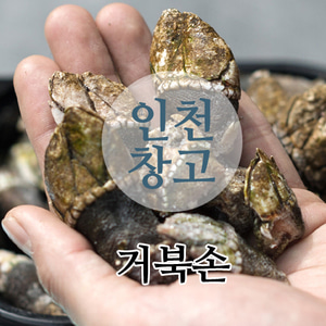 자연산 거북손 1kg 국내산 당일배송