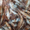 단독창고: 국내산 활 한입오징어 1kg